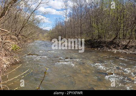 Ein Bergbach mit stürmischem Wasser fließt durch die Wälder im Reservat Stockfoto