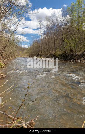 Ein Bergbach mit stürmischem Wasser fließt durch die Wälder im Reservat Stockfoto