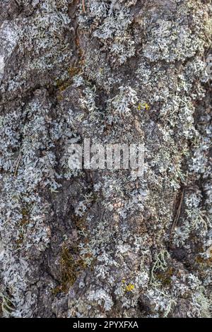 Die Textur der Rinde einer alten Birke, ein Muster der Birkenrinde mit schwarzen türkisfarbenen Streifen auf weißer Birkenrinde und mit der Textur einer Holzbirke Stockfoto