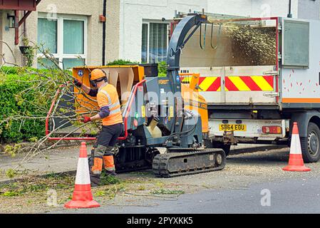 Baumchirurgen entfernen den Baum und reduzieren ihn in einer Häckslermaschine Stockfoto