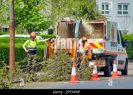 Baumchirurgen entfernen den Baum und reduzieren ihn in einer Häckslermaschine Stockfoto