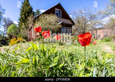 Rote Tulpen im Innenhof des Dorfhauses am sonnigen Frühlingstag Stockfoto