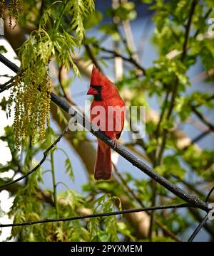 Ein wunderschöner, hellroter Kardinalvogel. Auf einem Ast mit einem hängenden Moos. Stockfoto