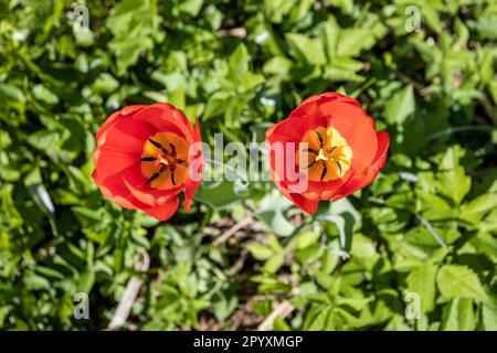 Draufsicht auf zwei rote Tulpenblumen, Nahaufnahme auf grüner Wiese am sonnigen Frühlingstag Stockfoto