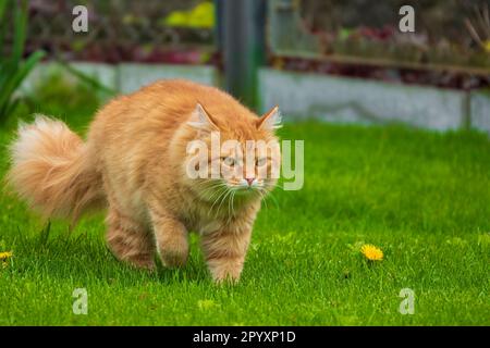 Eine ernste rote Katze auf dem grünen Rasen. Katzen jagen im Garten Stockfoto