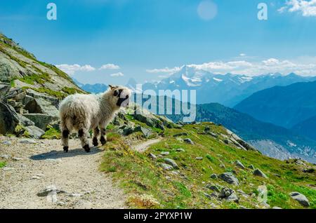 Süßes walisisches Schaf auf der Hochalpenweide in der Schweiz. Stockfoto