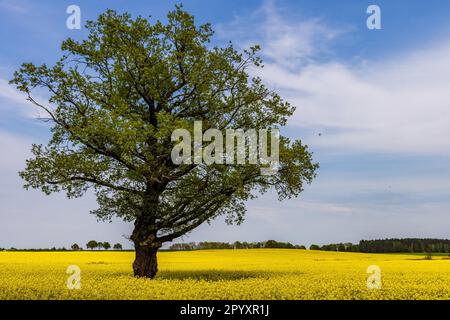 Klein Ossnig, Deutschland. 05. Mai 2023. Eine Eiche steht vor einem blauen Himmel auf einem Rapsfeld. Für das Wochenende im Süden Brandenburgs ist es bewölkt und kühler. Es könnte regnen. Kredit: Frank Hammerschmidt/dpa/Alamy Live News Stockfoto