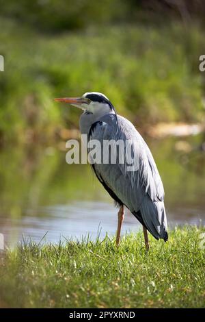 Ein grauer Reiher, der sich an einem Frühlingsmorgen am Bach entspannt Stockfoto