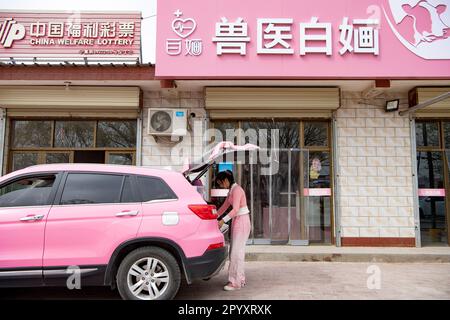 (230505) -- YINCHUAN, 5. Mai 2023 (Xinhua) -- Tierärztin Bai Hua arrangiert Medikamente im Kofferraum ihres Autos vor ihrer Tierklinik in Yuanzhou District, Guyuan, Nordwestchina Autonome Region Ningxia Hui, 18. April 2023. Der 27-Jährige, ein erfahrener Landtierarzt, hat eine Doppelrolle als Veteran und Internetstar inne und hat insgesamt drei Millionen Follower auf mehreren Video-Sharing- und Streaming-Plattformen wie Kuaishou, Bilibili und Douyin gewonnen. In ihren kurzen Videos kann Bai in dreckigen Kuhställen gesehen werden, aber sie bleibt schön und modisch, während sie sich ruhig um sie kümmert Stockfoto