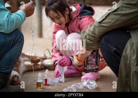 (230505) -- YINCHUAN, 5. Mai 2023 (Xinhua) -- Eine Kollegin des Tierarztes Bai Hua (C) hilft ihr beim Aufnehmen eines Videos, in dem sie ihre Arbeit im Internet in Guyuan, Nordwestchina, Autonome Region Ningxia Hui, am 18. April 2023 teilt. Der 27-Jährige, ein erfahrener Landtierarzt, hat eine Doppelrolle als Veteran und Internetstar inne und hat insgesamt drei Millionen Follower auf mehreren Video-Sharing- und Streaming-Plattformen wie Kuaishou, Bilibili und Douyin gewonnen. In ihren kurzen Videos kann man Bai in dreckigen Kuhställen sehen, aber sie bleibt schön und modisch, während sie sich ruhig um aufgeblähte kranke Rinder kümmert, de Stockfoto