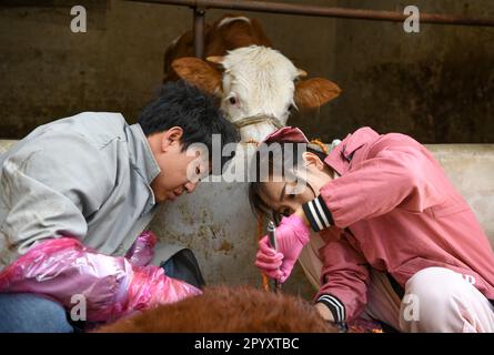 (230505) -- YINCHUAN, 5. Mai 2023 (Xinhua) -- Tierarzt Bai Hua näht die Wunde einer Kuh, die einem Dorfbewohner in Yuanzhou District, Guyuan, Nordwestchina Autonomer Region Ningxia Hui, gehört, 18. April 2023. Der 27-Jährige, ein erfahrener Landtierarzt, hat eine Doppelrolle als Veteran und Internetstar inne und hat insgesamt drei Millionen Follower auf mehreren Video-Sharing- und Streaming-Plattformen wie Kuaishou, Bilibili und Douyin gewonnen. In ihren kurzen Videos kann Bai in dreckigen Kuhställen gesehen werden, aber sie bleibt schön und modisch, während sie sich ruhig um aufgeblähte kranke Rinder kümmert, Deliv Stockfoto