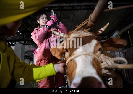 (230505) -- YINCHUAN, 5. Mai 2023 (Xinhua) -- Tierarzt Bai Hua gibt Infusion an eine Kuh, die einem Landwirt im Yuanzhou-Bezirk, Guyuan, Nordwestchina Autonome Region Ningxia Hui gehört, 17. April 2023. Der 27-Jährige, ein erfahrener Landtierarzt, hat eine Doppelrolle als Veteran und Internetstar inne und hat insgesamt drei Millionen Follower auf mehreren Video-Sharing- und Streaming-Plattformen wie Kuaishou, Bilibili und Douyin gewonnen. In ihren kurzen Videos kann Bai in dreckigen Kuhställen gesehen werden, aber sie bleibt schön und modisch, während sie sich ruhig um aufgeblähte kranke Rinder kümmert und liefert Stockfoto