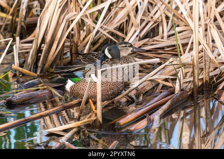 Ein Paar blauflügeliger Enten teilt sich einen Steg auf heruntergefallenen Schilfstielen, während es sich im Frühling in der Nähe der ruhenden Vegetation versteckt. Stockfoto