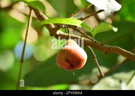 Java-Apfel, auch bekannt als Rose Apple oder Wachsapfel und wissenschaftlicher Name Syzygium samarangense Stockfoto