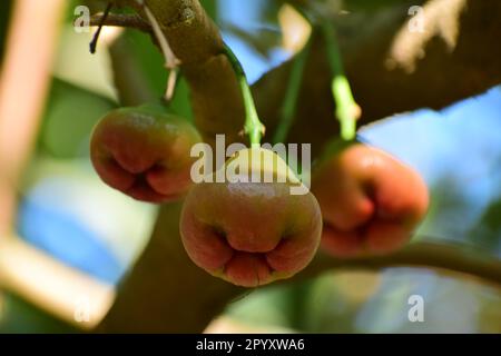 Java-Apfel, auch bekannt als Rose Apple oder Wachsapfel und wissenschaftlicher Name Syzygium samarangense Stockfoto