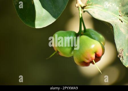 Java-Apfel, auch bekannt als Rose Apple oder Wachsapfel und wissenschaftlicher Name Syzygium samarangense Stockfoto
