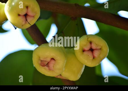 Java-Apfel, auch bekannt als Rose Apple oder Wachsapfel Stockfoto