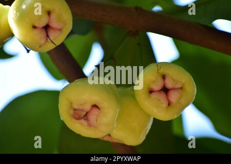 Java-Apfel, auch bekannt als Rose Apple oder Wachsapfel und wissenschaftlicher Name Syzygium samarangense Stockfoto