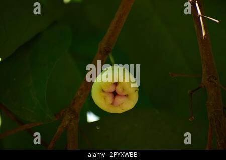 Java-Apfel, auch bekannt als Rose Apple oder Wachsapfel und wissenschaftlicher Name Syzygium samarangense Stockfoto