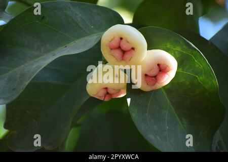Java-Apfel, auch bekannt als Rose Apple oder Wachsapfel und wissenschaftlicher Name Syzygium samarangense Stockfoto