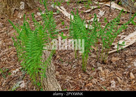 Farne, die sich auf dem Waldboden zu leuchtend grünen Fronds aufrollen, umgeben von heruntergefallenen Blättern und Baumrinde im Schatten im Frühling Stockfoto