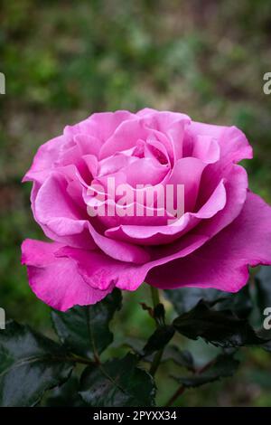 Magentafarbene Rose im Regen. Regentropfen auf Blütenblättern. Stockfoto