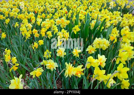 Narzissen im Garten im Frühling Stockfoto