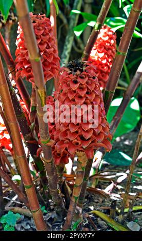 Ananas-Ingwer oder Rotwachs-Ingwerblüten (Tapeinochilos ananassae) im tropischen Garten Stockfoto