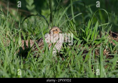 Nördlicher Bobwhite, Colinus virginianus, weiblich Stockfoto