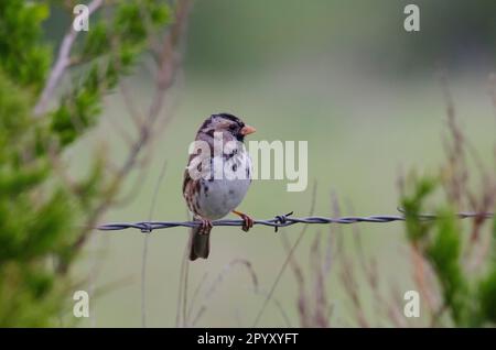 Harris's Sparrow, Zonotrichia querula, sitzt auf einem Stacheldrahtzaun Stockfoto