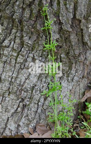 Stickywilly, Galium aparine, aufgewachsen in Post Oak, Quercus stellata Stockfoto
