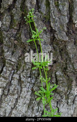 Stickywilly, Galium aparine, aufgewachsen in Post Oak, Quercus stellata Stockfoto