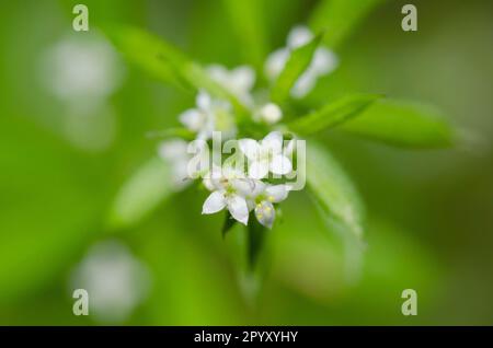 Stickywilly, Galium-Aparin Stockfoto