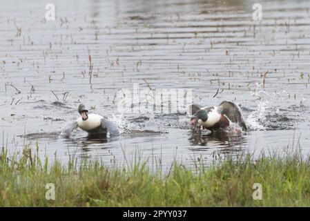 Northern Shoveler (Anas clypeata) im RSPB Loch Leven Nature Reserve, Schottland, Großbritannien Stockfoto