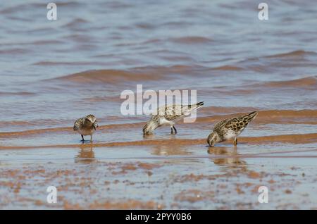 Semipalmierter Sandpiper, Calidris pusilla (Zentrum) und am wenigsten Sandpipers, Calidris minutilla, Futtersuche Stockfoto