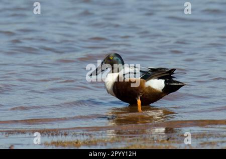 Nördlicher Schoveler, Spatula clypeata, männlich Stockfoto