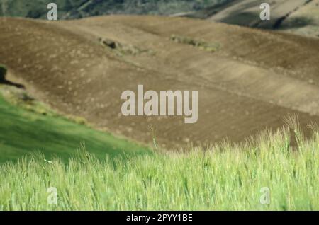 Feld mit unreifem Weizen mit einem Ohr im Fokus und unscharf pflügen Hügel in Sizilien, Italien Stockfoto