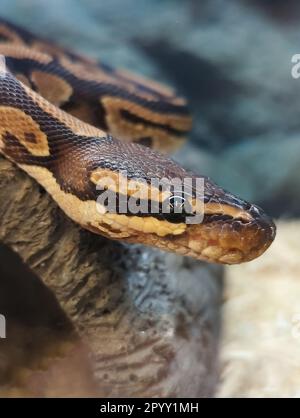 Nahaufnahme des Chefs von Ball Python Snake Stockfoto