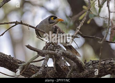 Noisy Miner (Manorina melanocephala melanocephala), Erwachsener auf dem Zweig Südost-Queensland, Australien. März Stockfoto