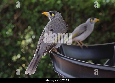 Noisy Miner (Manorina melanocephala melanocephala) Erwachsene auf Cafetsesseln Tamborine Mountain, Queensland, Australien. März Stockfoto