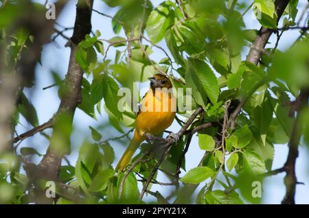 Baltimore Oriole, Icterus galbula, weiblich Stockfoto