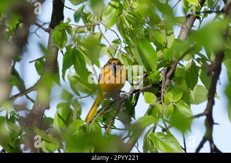 Baltimore Oriole, Icterus galbula, weiblich Stockfoto