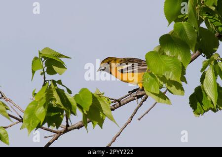 Baltimore Oriole, Icterus galbula, weiblich Stockfoto