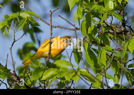 Baltimore Oriole, Icterus galbula, weiblich Stockfoto