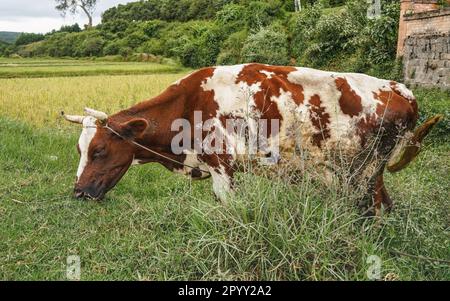 Braune und weiße Kuh mit Seilen um die Hörner gesichert, grast auf Gras in der Nähe der Straße Stockfoto