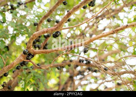 Jaboticaba-Frucht. Die exotischen Früchte der Jaboticaba wachsen auf dem Baumstamm. Jabuticaba ist der indigene brasilianische Traubenbaum. Art Plinia cauliflora Stockfoto