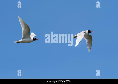 Zwei erwachsenen Möwen (Ichthyaetus melanocephalus / Larus melanocephalus) in der Zucht von Gefieber im Flug gegen den blauen Himmel im Frühjahr Stockfoto