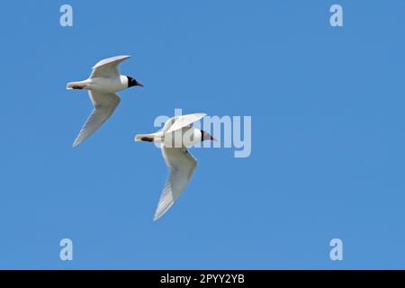 Zwei erwachsenen Möwen (Ichthyaetus melanocephalus / Larus melanocephalus) in der Zucht von Gefieber im Flug gegen den blauen Himmel im Frühjahr Stockfoto