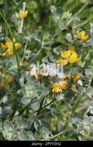 Silver Lotus, Acmispon Argophyllus, zeigt Frühlingsblüten in den Santa Monica Mountains, ein einheimisches, mehrjähriges Kraut mit ramosen Umbel-Blüten. Stockfoto