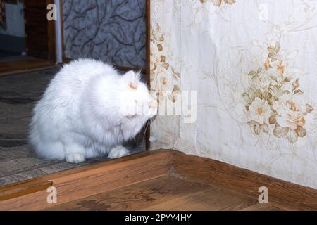 Eine weiße flauschige Katze schaut aus der Nähe um die Ecke Stockfoto